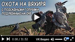 Охота на вяхиря под Рязанью на Оке